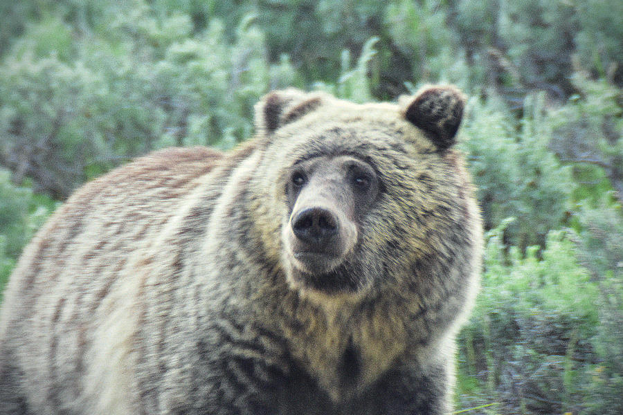 Furry faced Grizzly Photograph by Ed Stokes