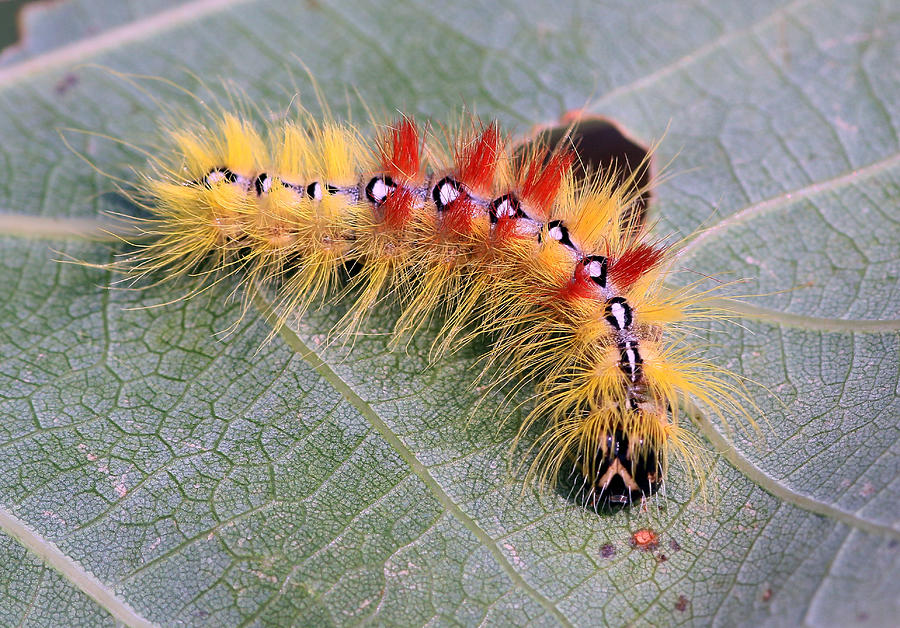 Furry sycamore caterpillar Photograph by Ger Bosma