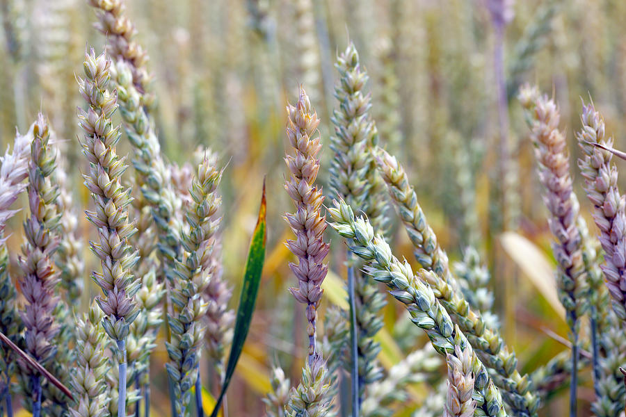 Fusarium ear blight, Fusarium head blight, FHB, or scab, is a fungal disease of cereals: wheat, barley, oats, rye and triticale. FEB is caused by a range of Fusarium fungi, which reducing grain yield. Photograph by Tomasz Klejdysz
