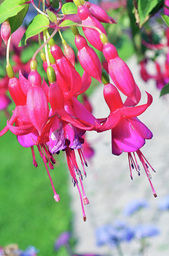 Fuschia Bonsia Potted Flowers Photograph By Maria Isabel Villamonte