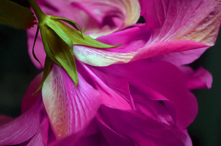 Fuschia Pink Hibiscus Macro Painted Digitally Photograph by Sandi OReilly