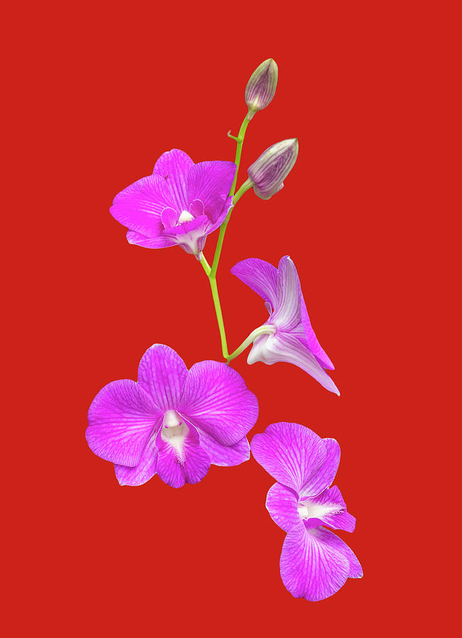 Fuscia Orchids on Red Photograph by Cate Franklyn