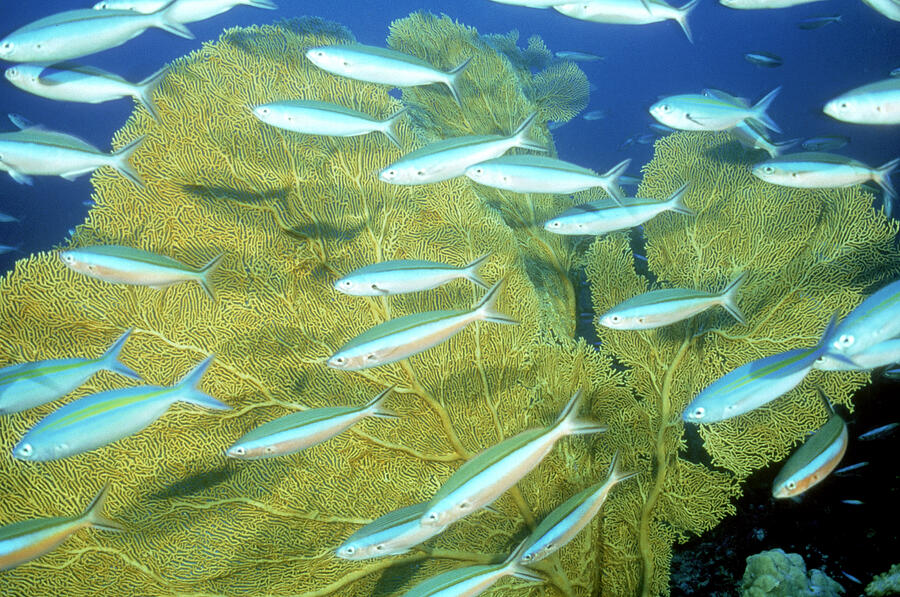 Fusilier Pterocaesio Tile Andaman Sea Photograph by Thomas Haider Fusilier Pterocaesio Tile Andaman Sea Photograph by Thomas Haider