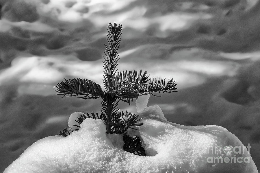 Future Christmas Tree in Yellowstone 2 Photograph by Bob Phillips