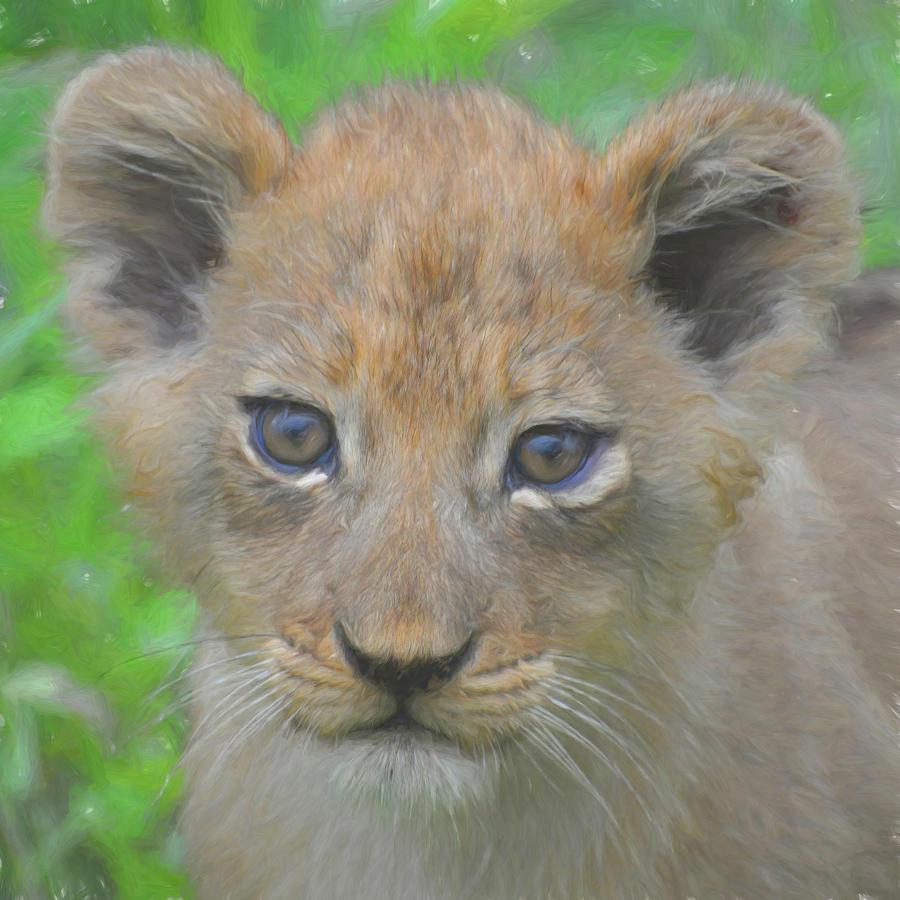 Future Lion King Cub Photograph by Rebecca Herranen