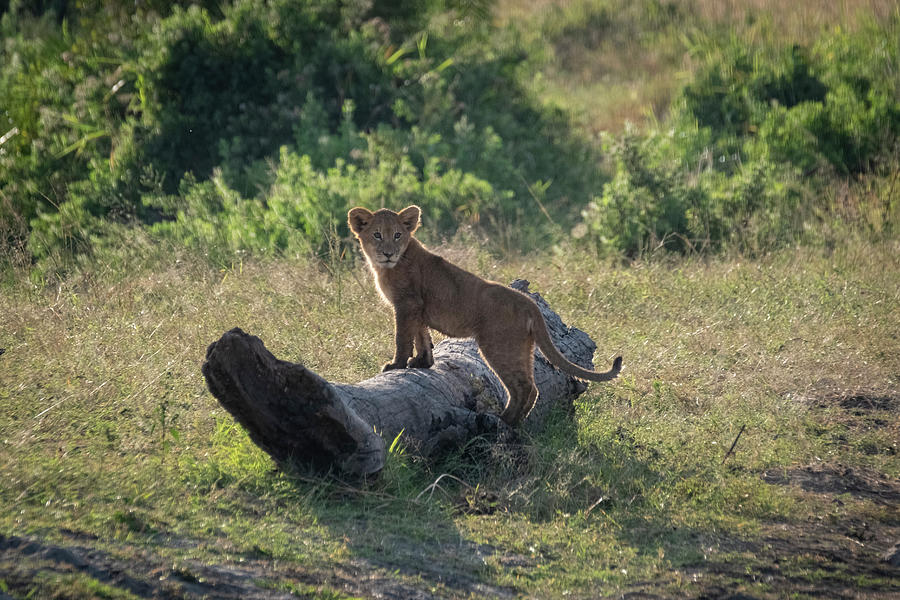 Future Lion King Photograph by Mary Lee Dereske
