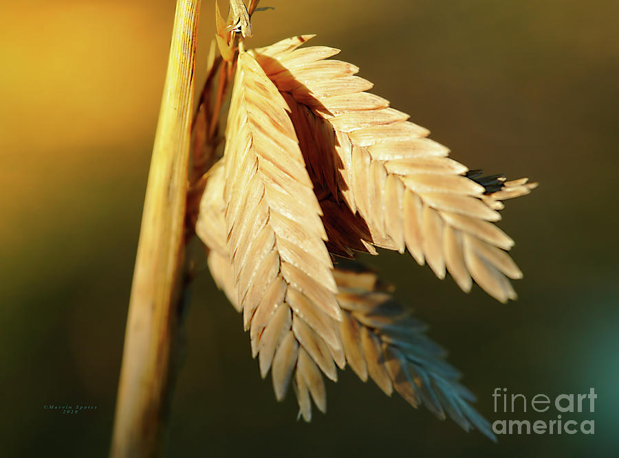 Future Sea Oats Photograph by Marvin Spates