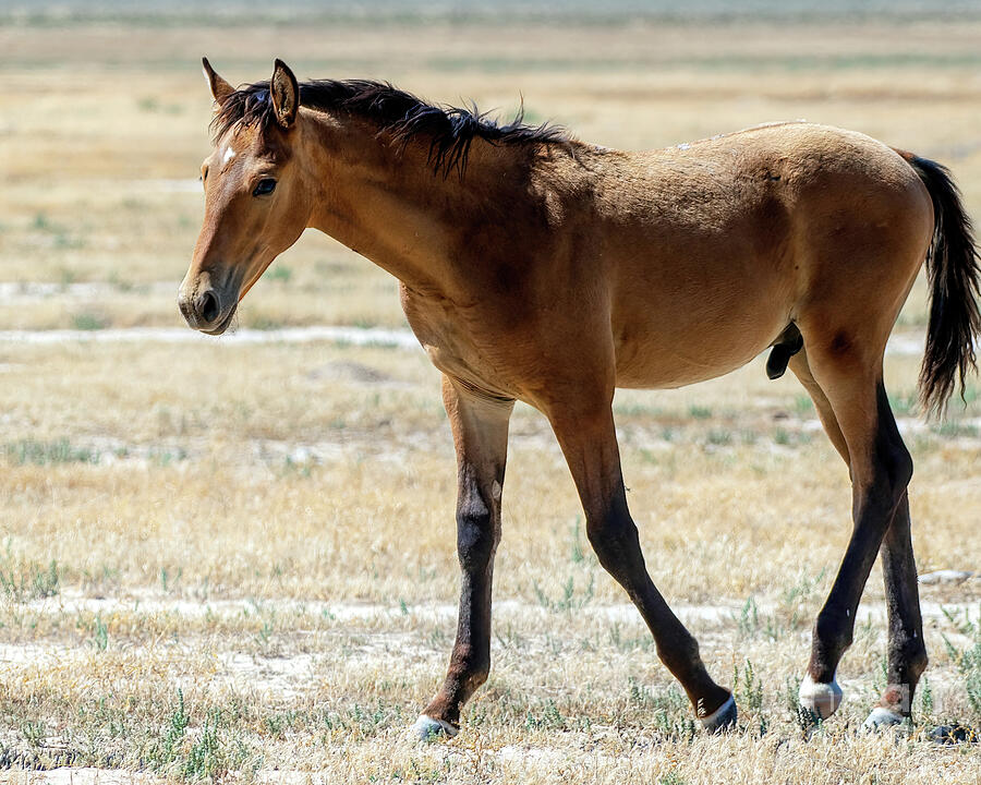 Future Stallion Photograph By Jennifer Jenson - Pixels