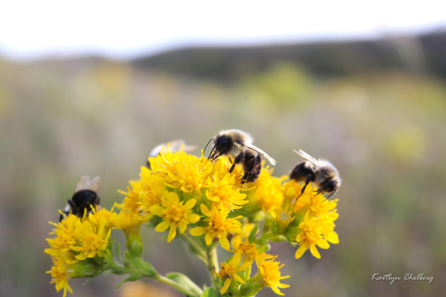 Fuzzy Bees Photograph By Kaitlyn Chelberg Fine Art America