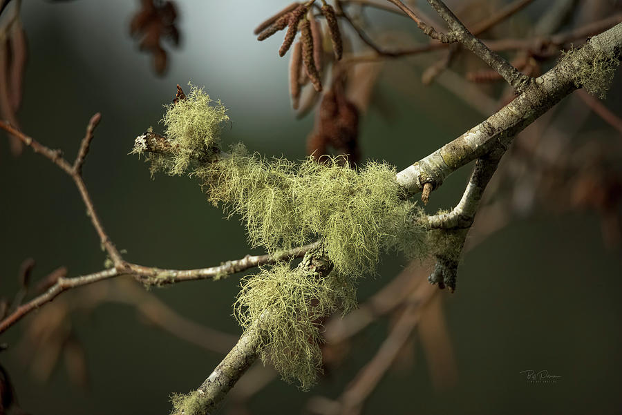 Fuzzy Branch Photograph by Bill Posner