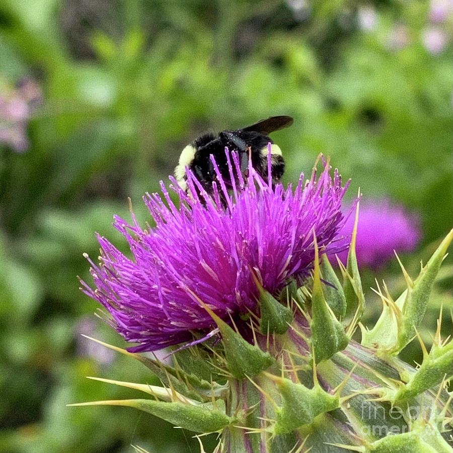 Fuzzy Buzz Photograph by Wendy Golden