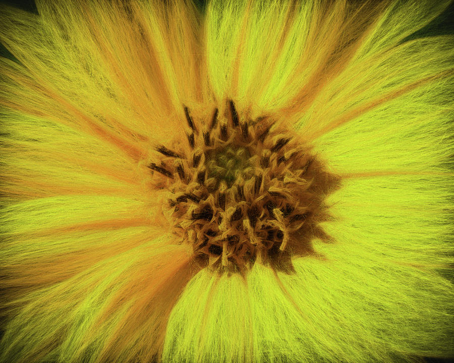 Fuzzy Flower Photograph by Scott Olsen