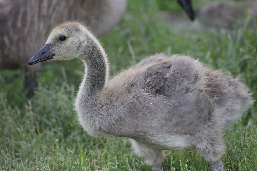 Fuzzy Gosling Photograph by Callen Harty