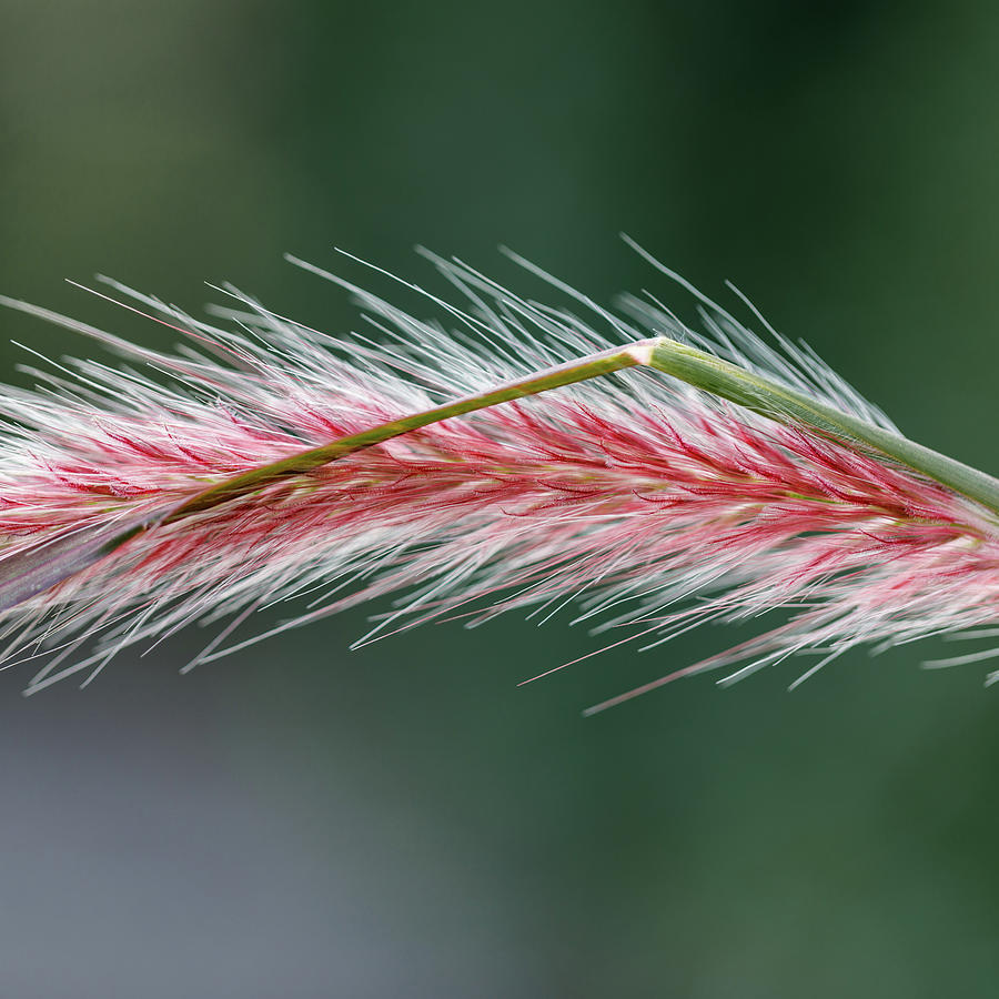 Fuzzy Grass Photograph by David Beechum