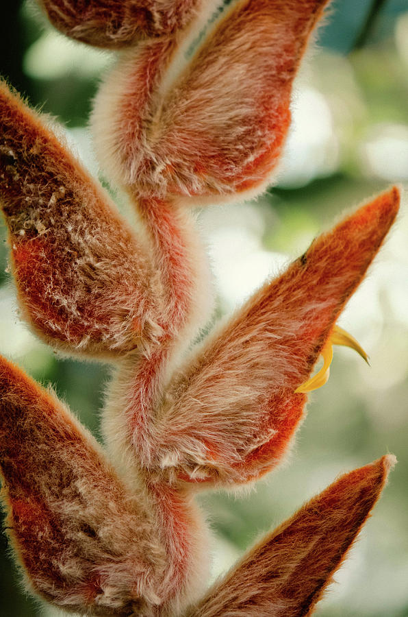 Fuzzy Heliconia Photograph by Kristin Hatt