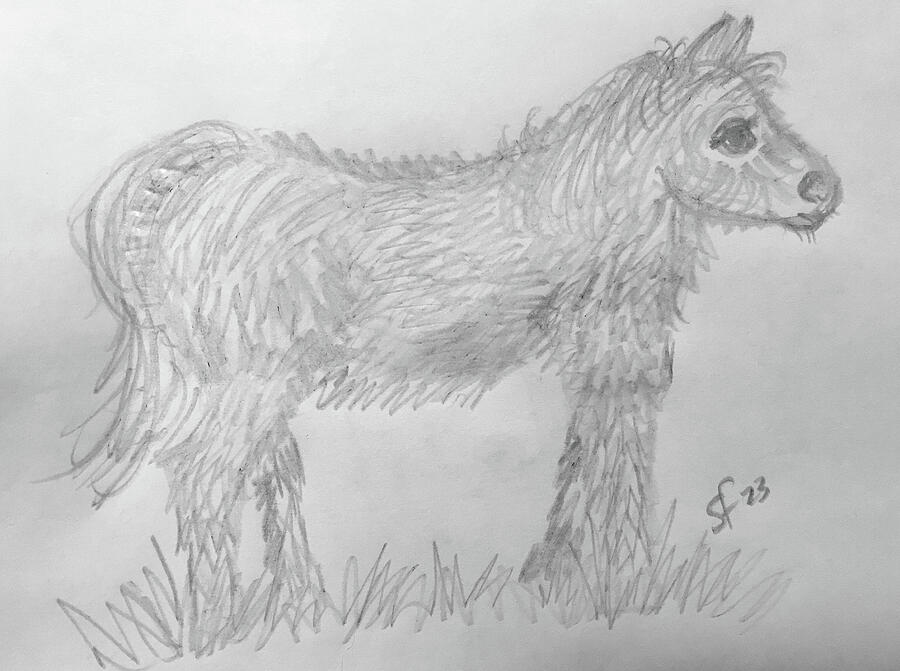 Fuzzy Pony Pencil Sketch Digital Art by Shelli Fitzpatrick