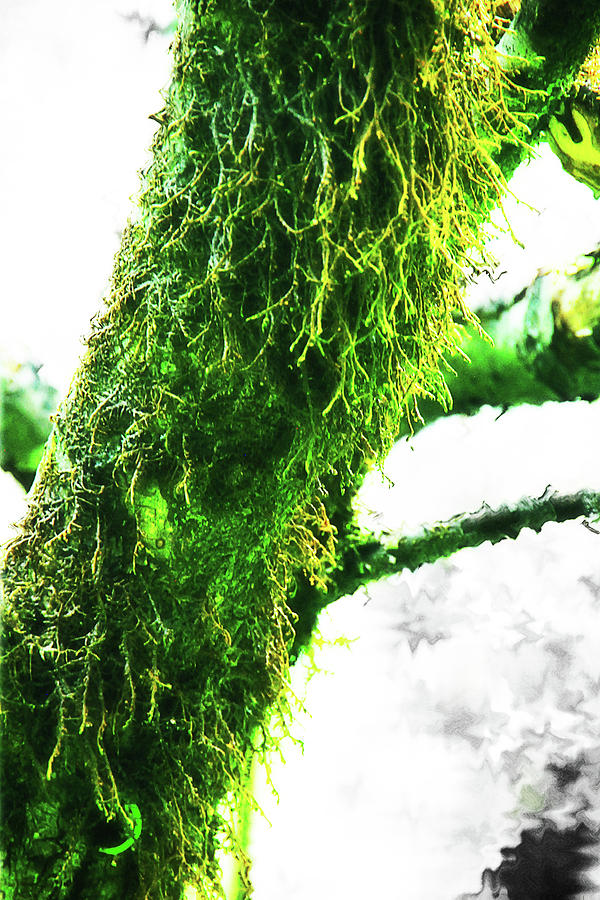Nature Photograph - Fuzzy by Simone Hester