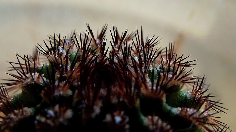 Fuzzy Spines with Teardrops Photograph by Shelli Fitzpatrick
