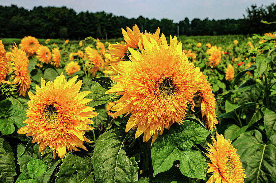 Fuzzy Sunflowers Photograph