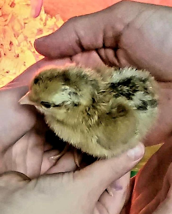 Fuzzy warm newborn chick Photograph by Elaine Sieredzinski - Fine Art ...