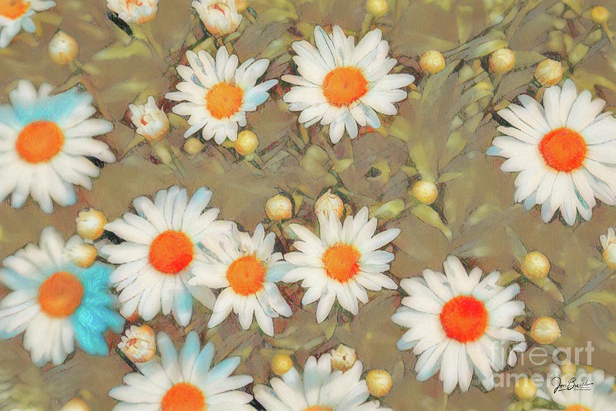 Fuzzy White Daisies Photograph by Jon Burch Photography