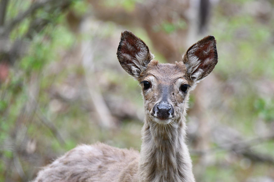 Fuzzy Wuzzy Deer  Photograph by Michelle Wittensoldner