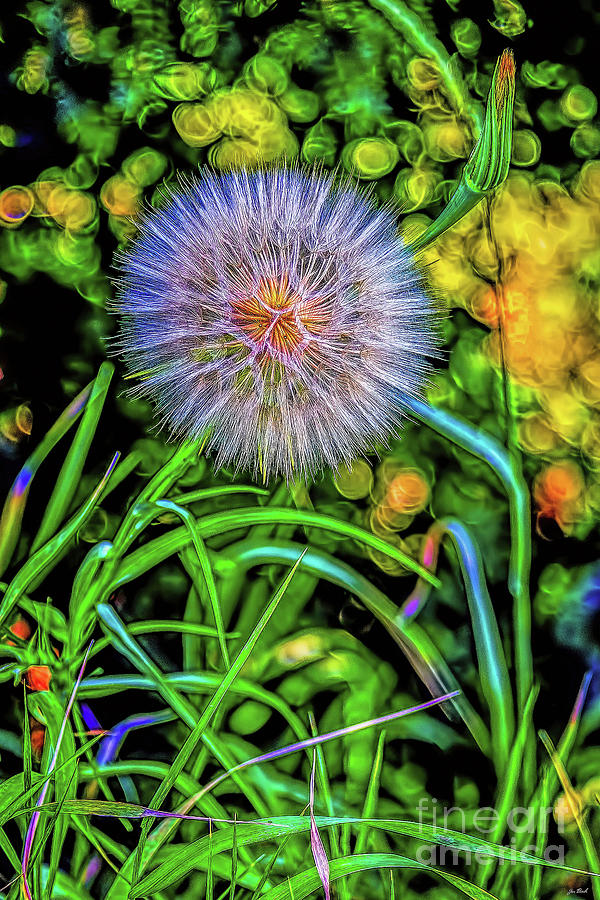 Flowers Still Life Photograph - Fuzzy Wuzzy by Jon Burch Photography