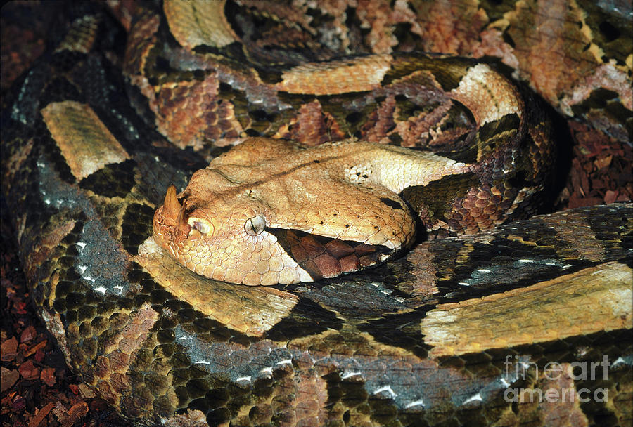 Gaboon Viper Bitis Gabonica, Venomous Viper Photograph By Wernher 