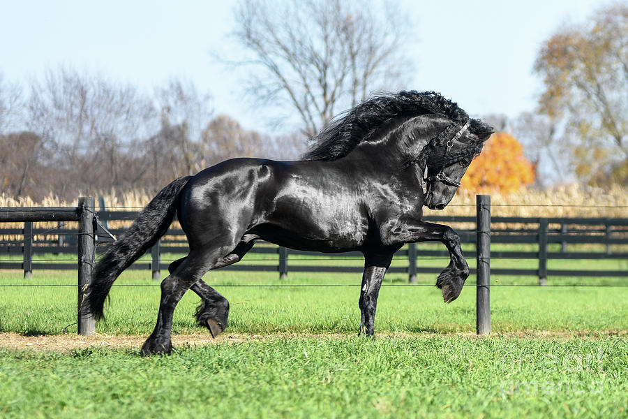 Gabriel Ster Friesian Stallion Photograph by Lori Ann  Thwing