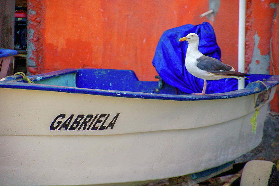 Seagull Photograph - Gabriela by William Scott Koenig