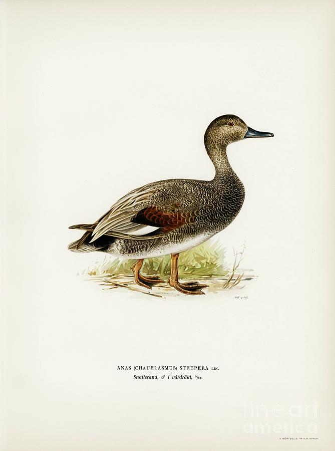 Gadwall Anas Chauelasmus Strepera illustrated by the von Wright ...