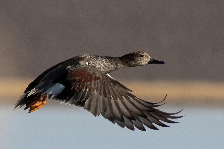 Gadwall Drake in Flight Photograph by Cascade Colors