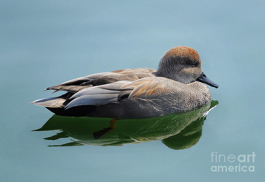 Gadwall Duck  Photograph by Elaine Manley