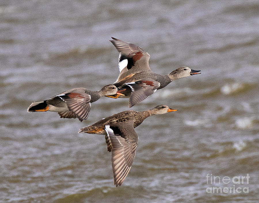 Gadwall Ducks on the Wing Photograph by Dennis Hammer