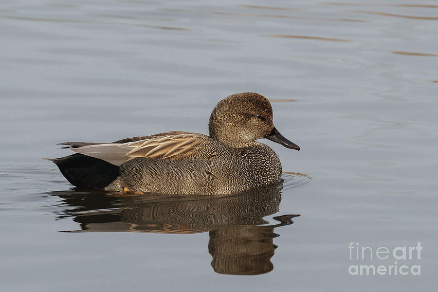 Gadwall on a Pond in the Pacific Northwest Photograph by Nancy Gleason
