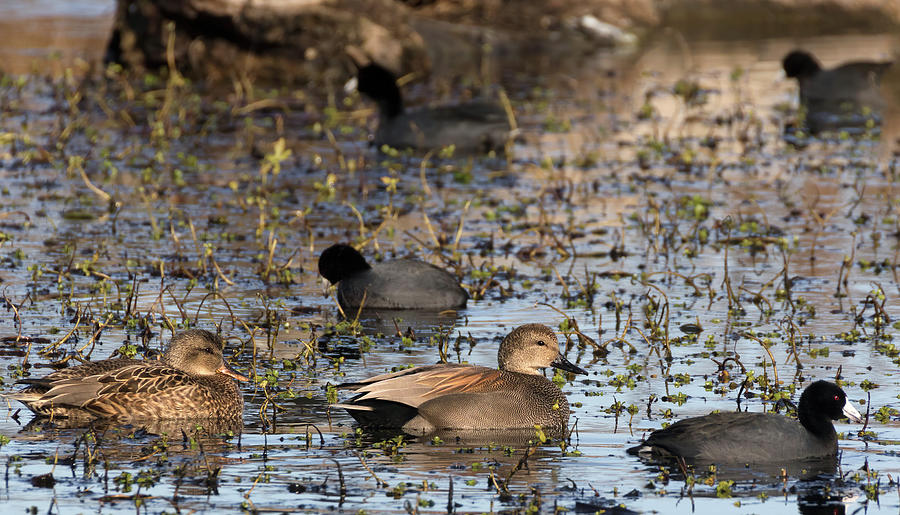 Gadwall Pair Swimming with American Coots  Photograph by Kathleen Bishop