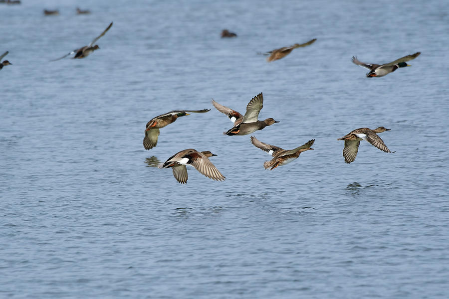 Gadwalls in flight 02 Photograph by Dwight Eddington - Pixels