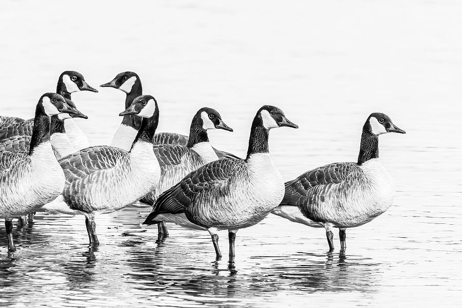 Gaggle of Geese Photograph by Ray Silva