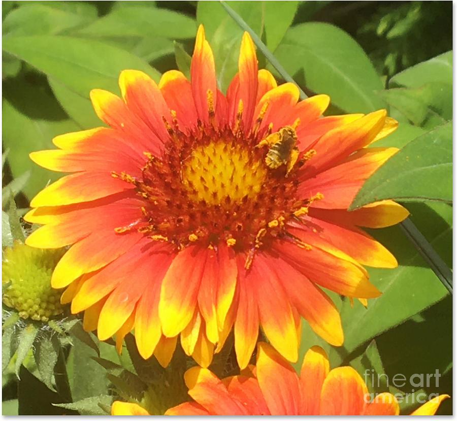 Gaillardia Flower with Bee Photograph by Carmen Lam