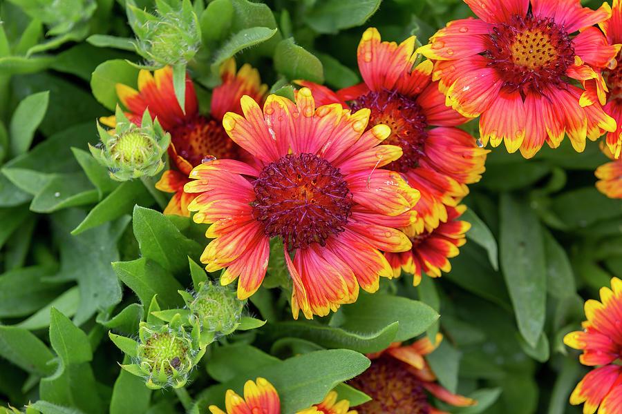 Gaillardia Flower Photograph By Charlie Cropp - Fine Art America