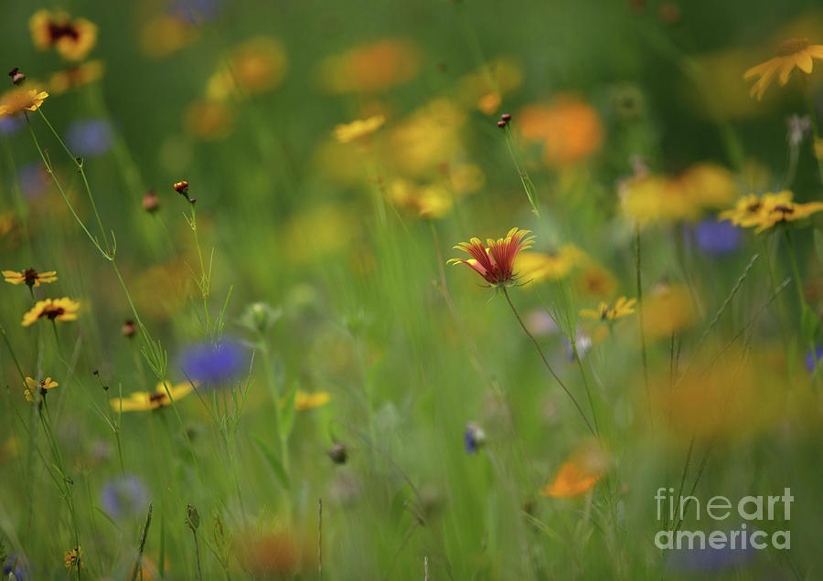 Gaillardia Flower in a Meadow Photograph by Diane Diederich