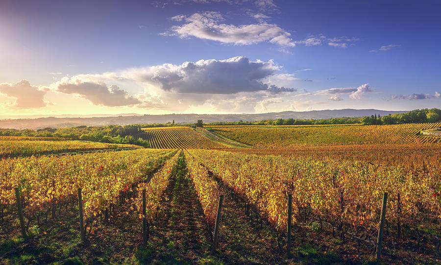 Gaiole in Chianti vineyards. Tuscany Photograph by Stefano Orazzini