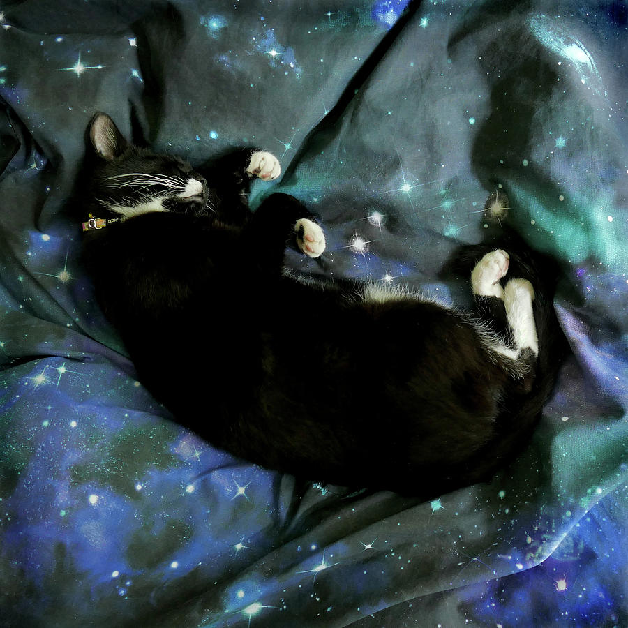 Galactic Cat Photograph by Evelyn Tambour