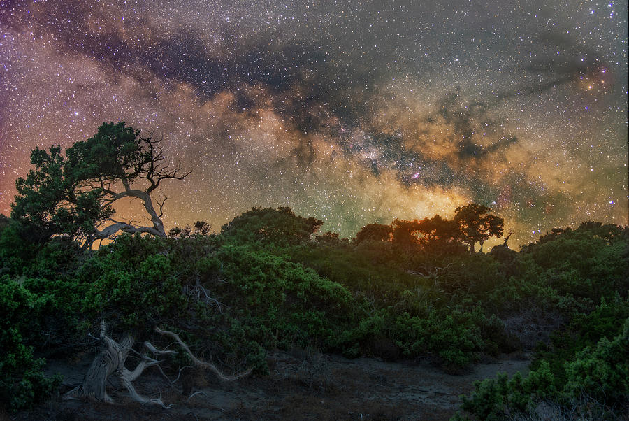 Tree Photograph - Galactic chedar forest by Giorgos Karampotakis