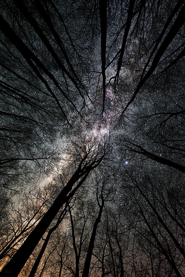 Galactic Gathering - Ultrawide milky way with towering trees silhouetted looking straight up Photograph by Peter Herman