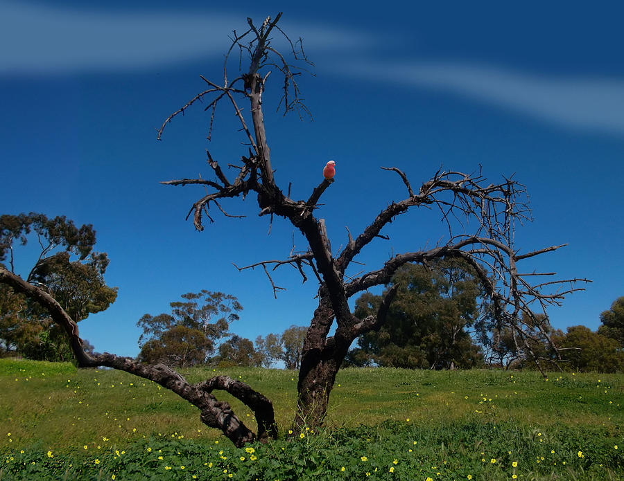 Galah Tree Photograph by Mark Blauhoefer
