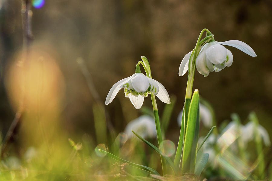 Galanthus Nivalis grows on garden and shoot in backlight. Yellow backlight. Sunshine on leaves. Spring flower. First beauty after winter Photograph by Vaclav Sonnek