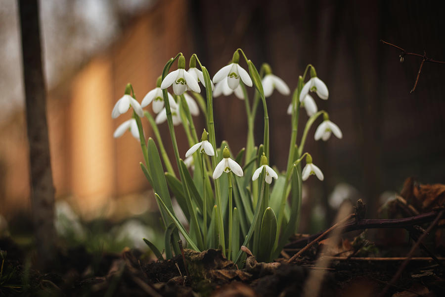 Galanthus Nivalis - Spring Fairytale Awakening Photograph