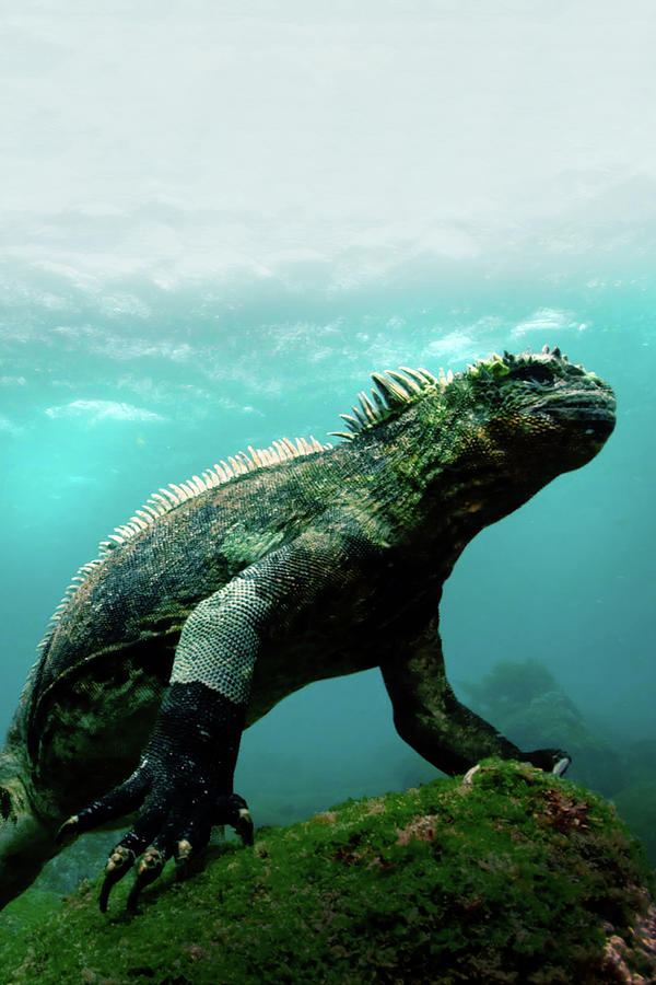 Galapagos 3D with David Attenborough 2013 Digital Art by Geek N Rock ...