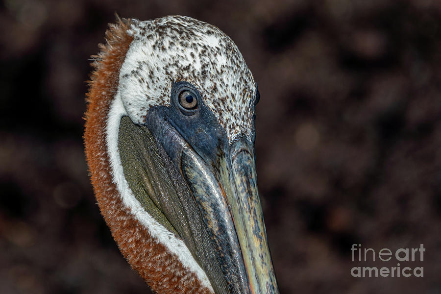 Galapagos Brown Pelican Face Close-up Photograph by Nancy Gleason